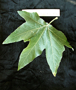 What are sycamore tree facts?